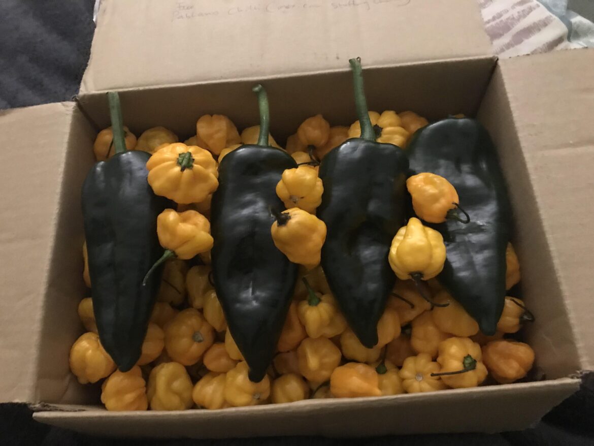 These glorious babies arrived today with some bonus poblanos. Aside from fermenting some Caribbean sauces,  what should I do with the remainder?