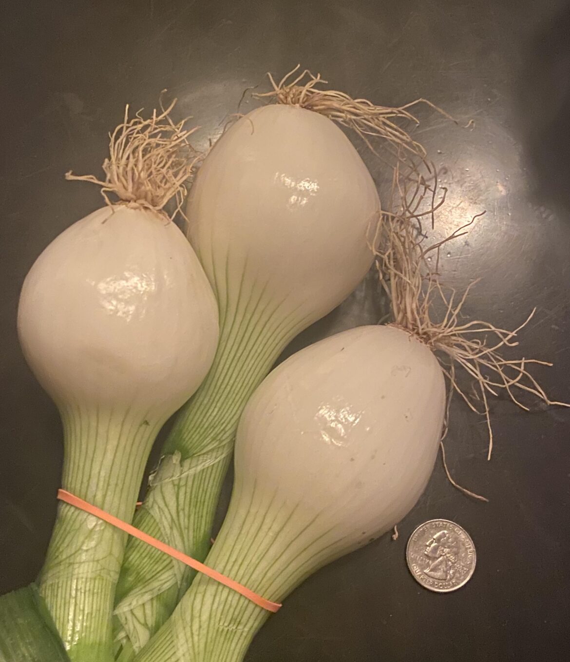 Lancaster county PA checking in again with some gargantuan Spring Onions (quarter for scale)