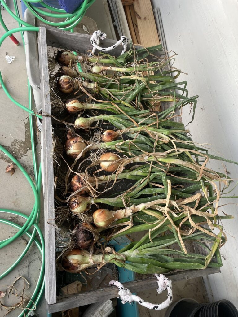 My first ever home grown onions! One is the size of a soft ball!