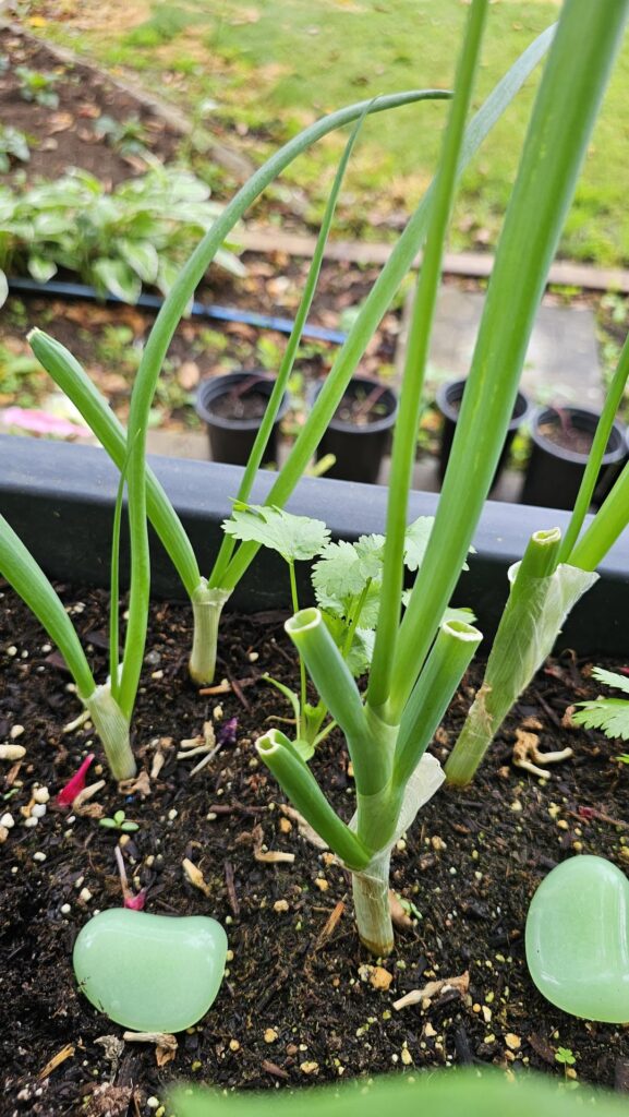 Does anyone propagate the bok choy and green onions they get from Hello Fresh?