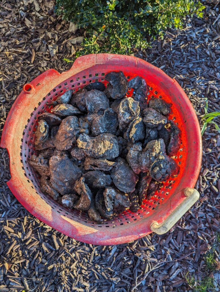 Bushel of Oysters