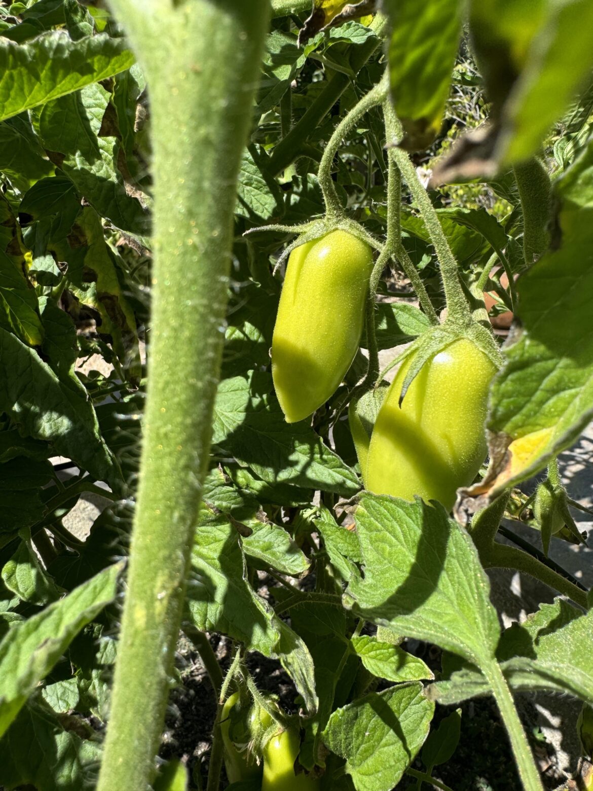 First time growing San Marzano tomatoes. Looking nice
