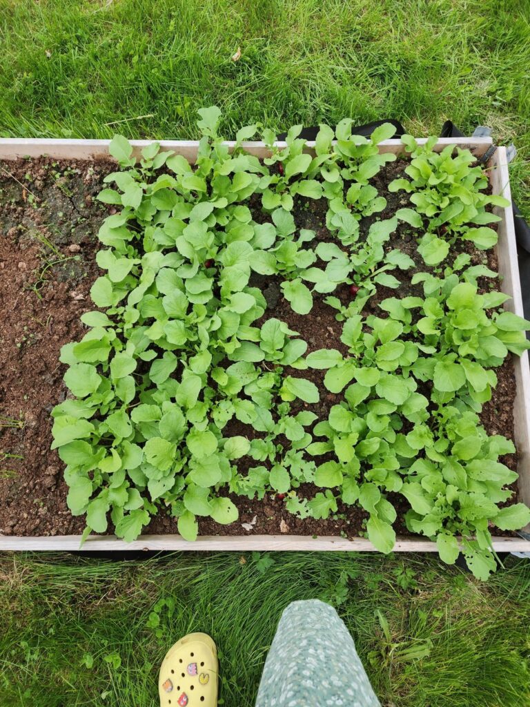 Radishes ready to harvest?