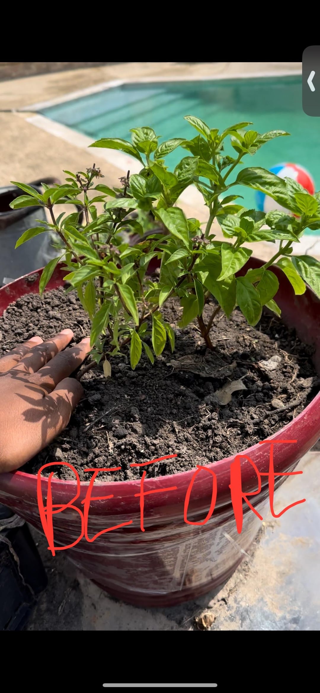 My Basil Plant after a repotting 10 days Dining and Cooking