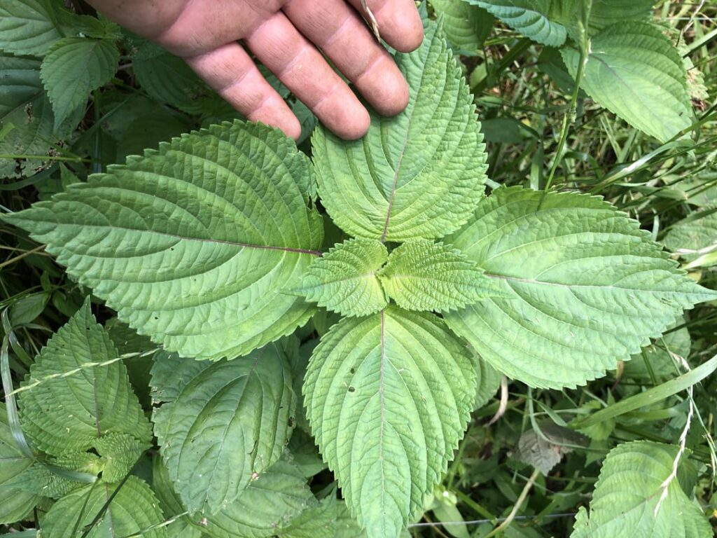 What can I do to utilize and / or preserve this bounty of perilla?