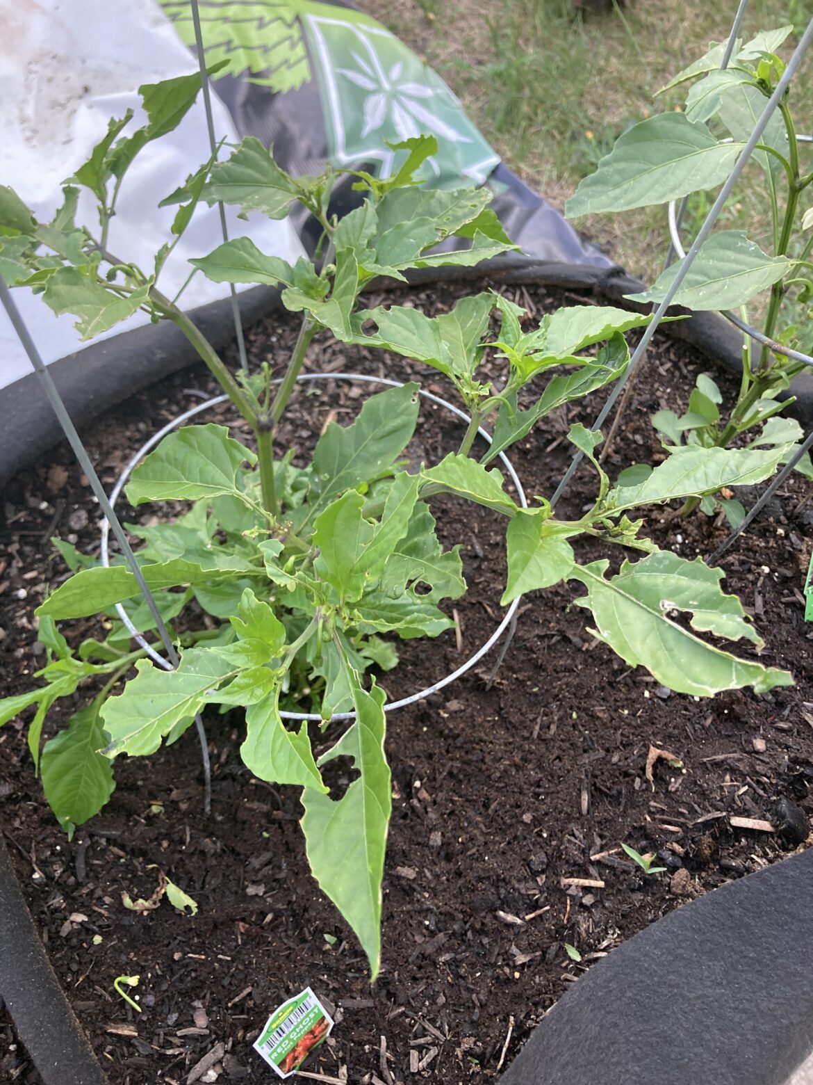 Help! What’s eating my Ghost Pepper? How do I stop them?