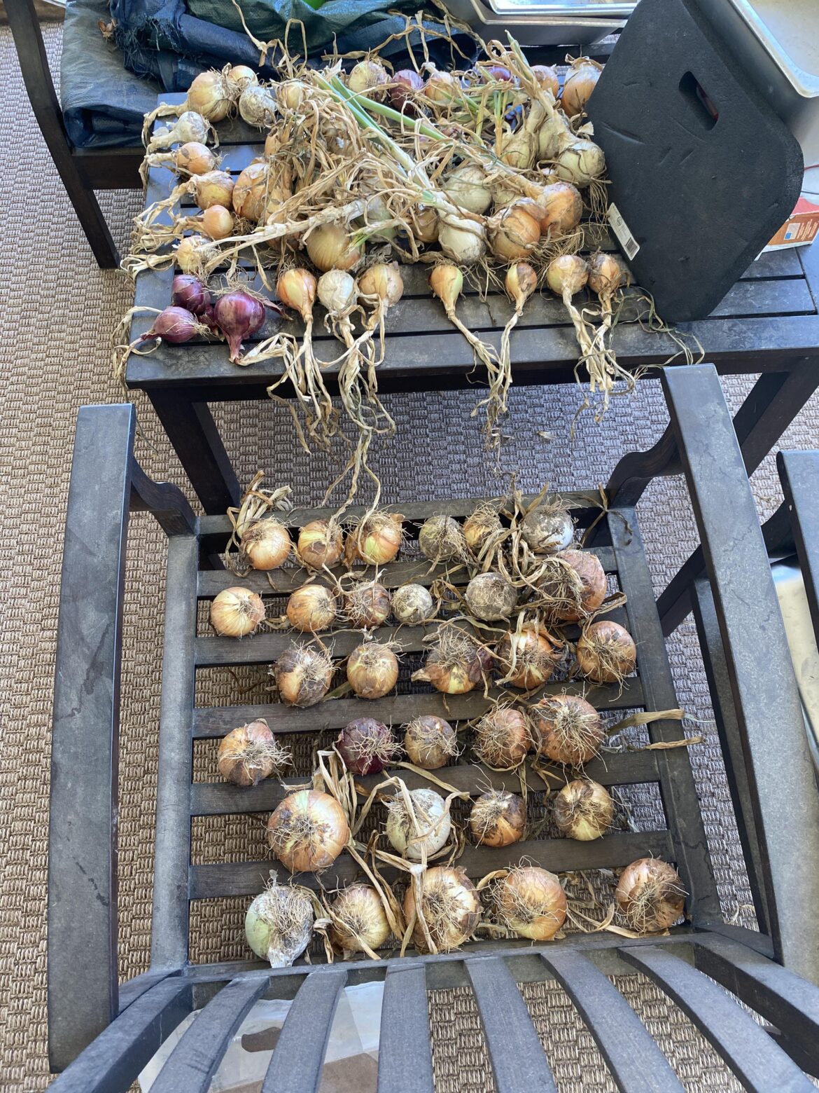 Just Pulled the Last of This Year’s Harvest. Just a Bit More Time Until They’re Ready for Storage.