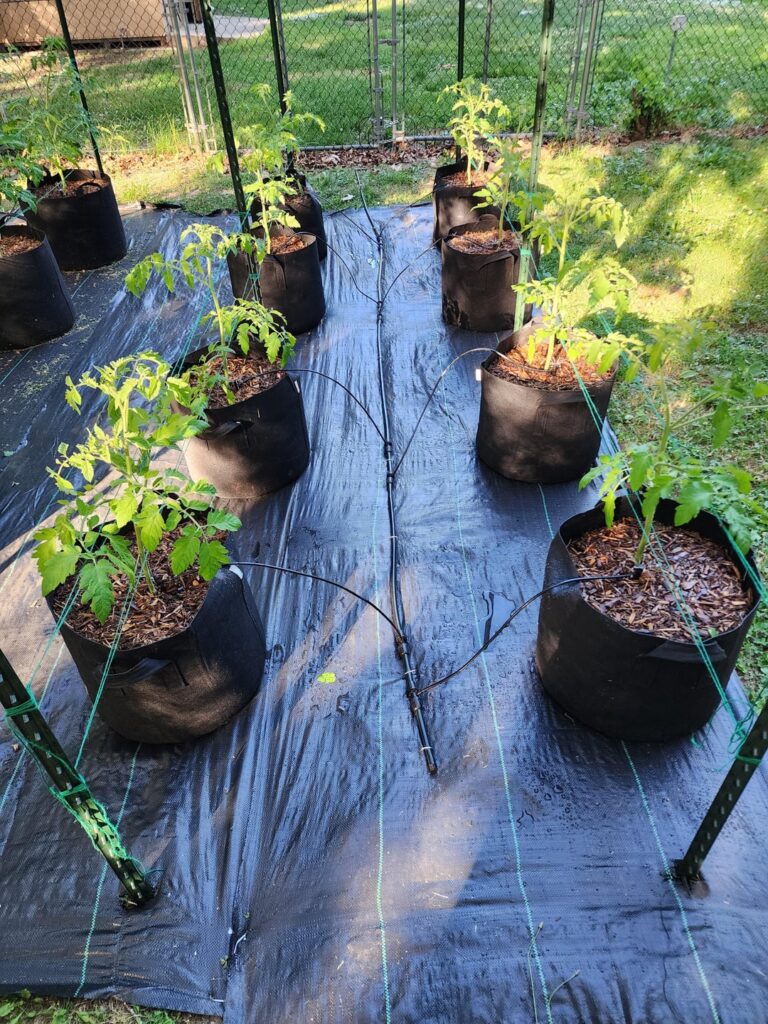 First year tomato garden complete.