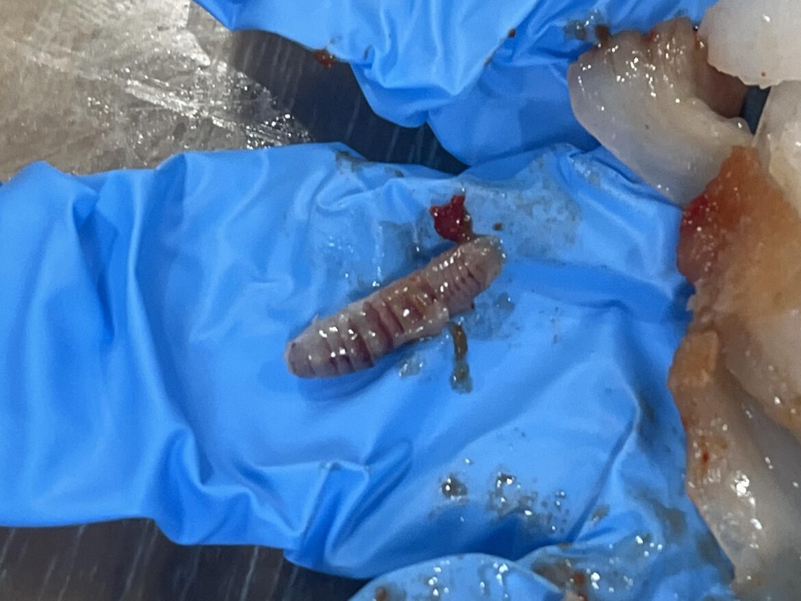 H Mart Raw Marinated Crab parasite?