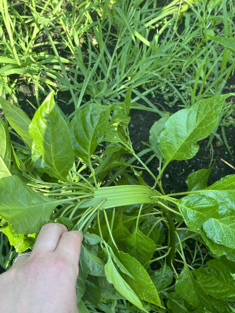 Update on my mutant Komodo dragon