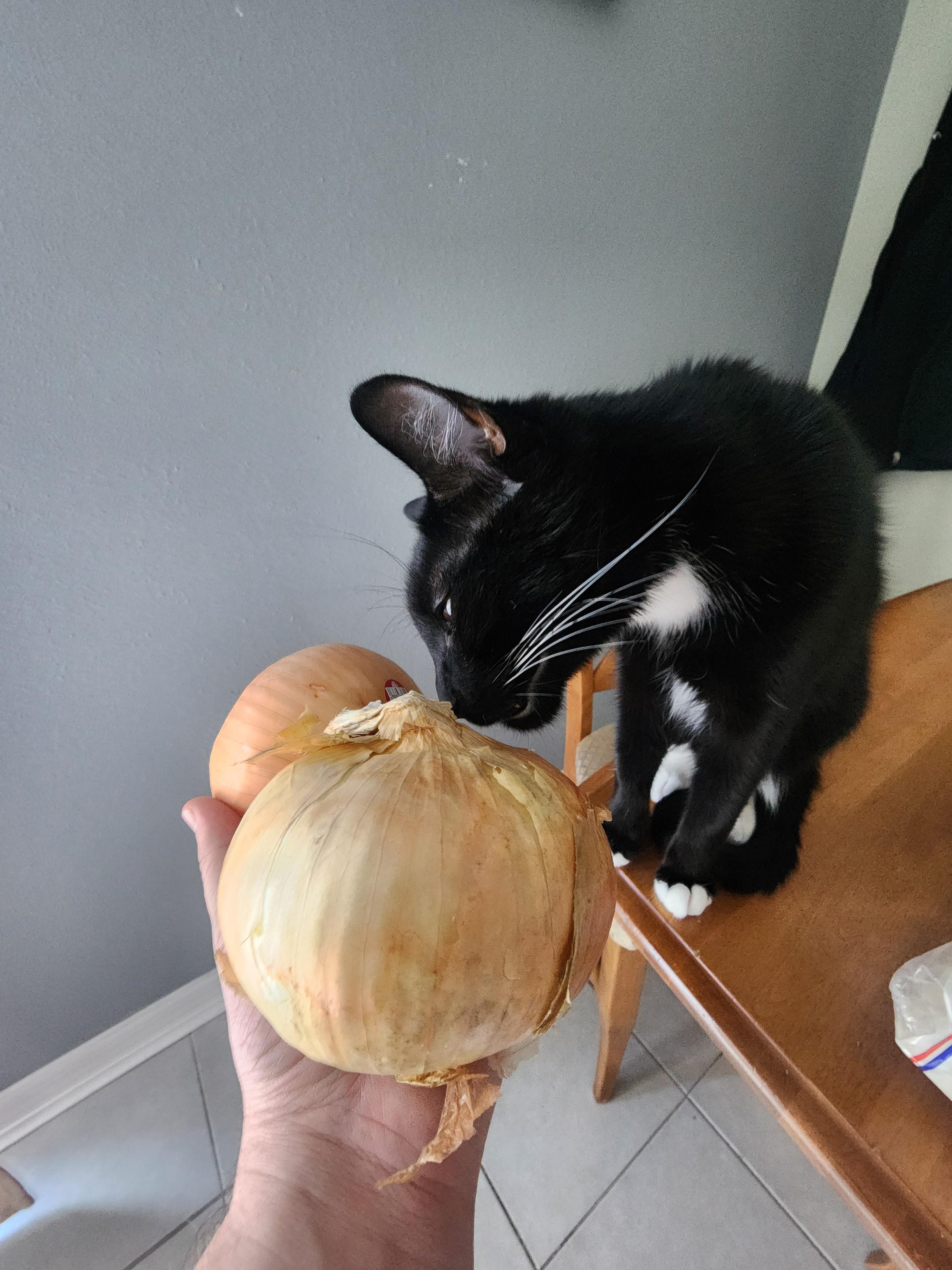 Don't feed your cat onions. Dining and Cooking