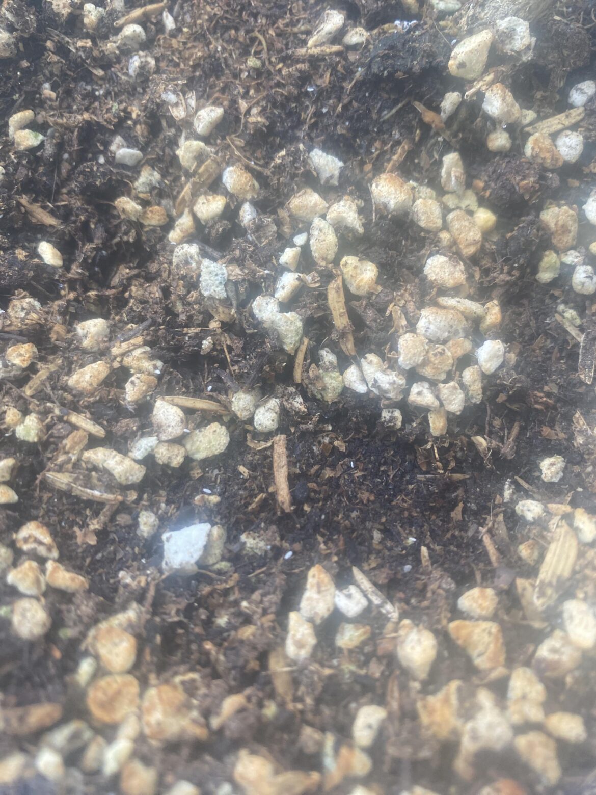 How can i eradicate root mealy bugs?! How can i eradicate root mealy bugs?!