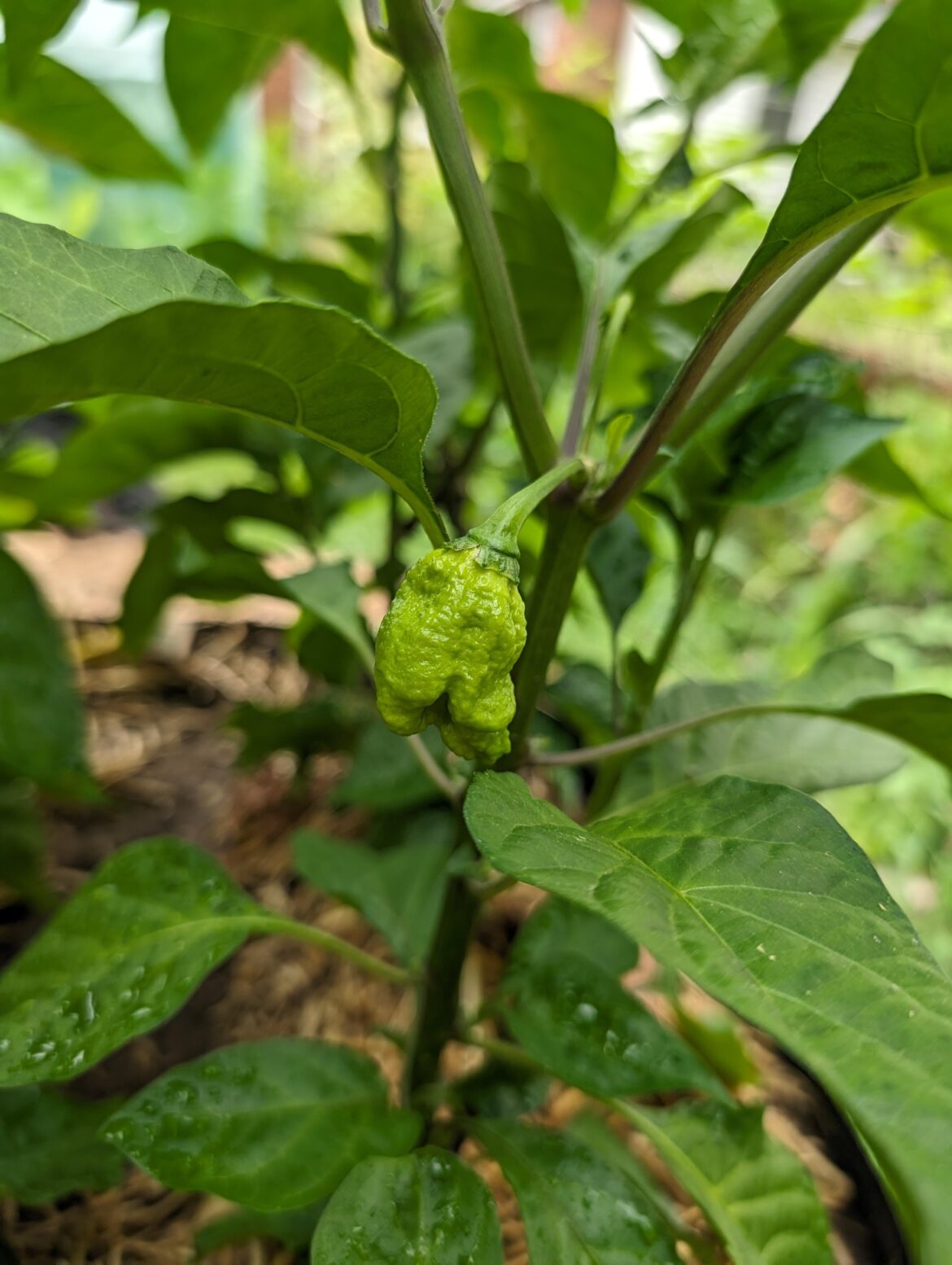 Bought a flat labeled habanero...