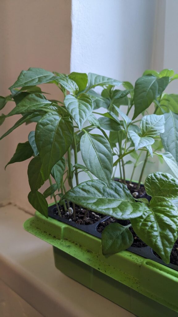 Help identifying pepper seedlings needed!