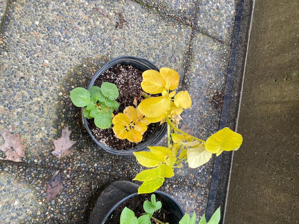 Are these ready to be picked? First time growing Russet potatoes