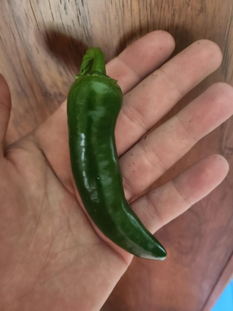 First home grown jalapeño of the year super excited just had to take a big ol bite