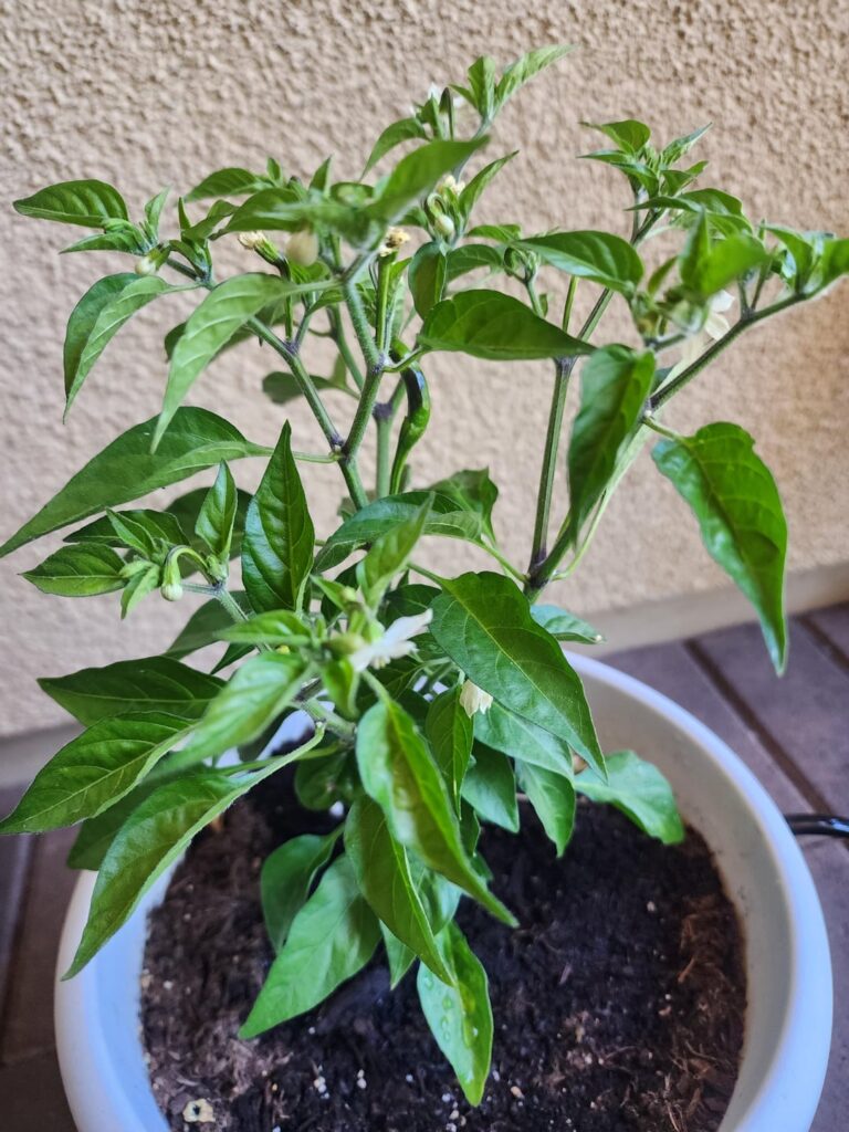 Black patch on Thai chili pepper?