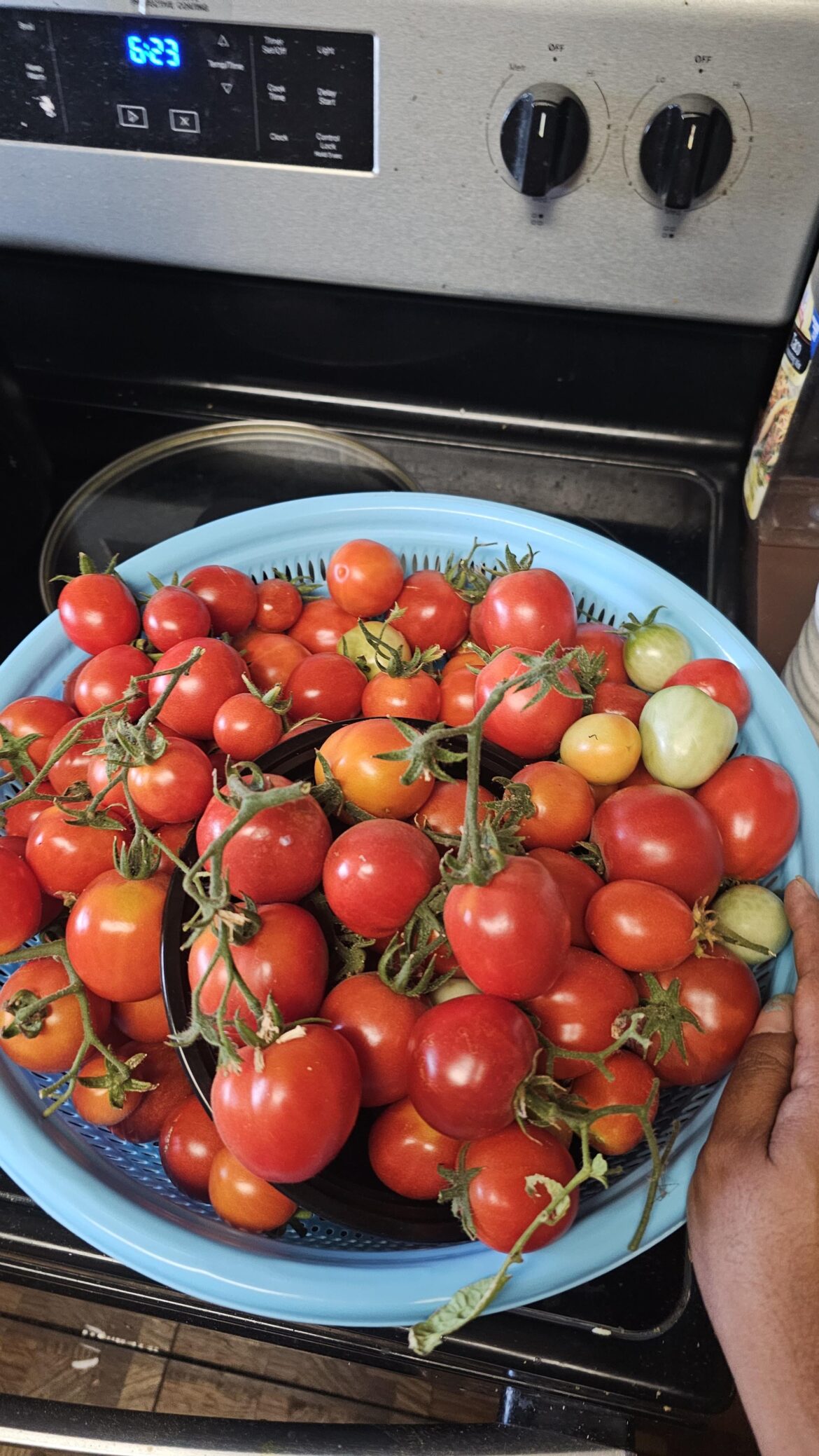 My tomato plants are producing faster than I can eat them, time to start canning!
