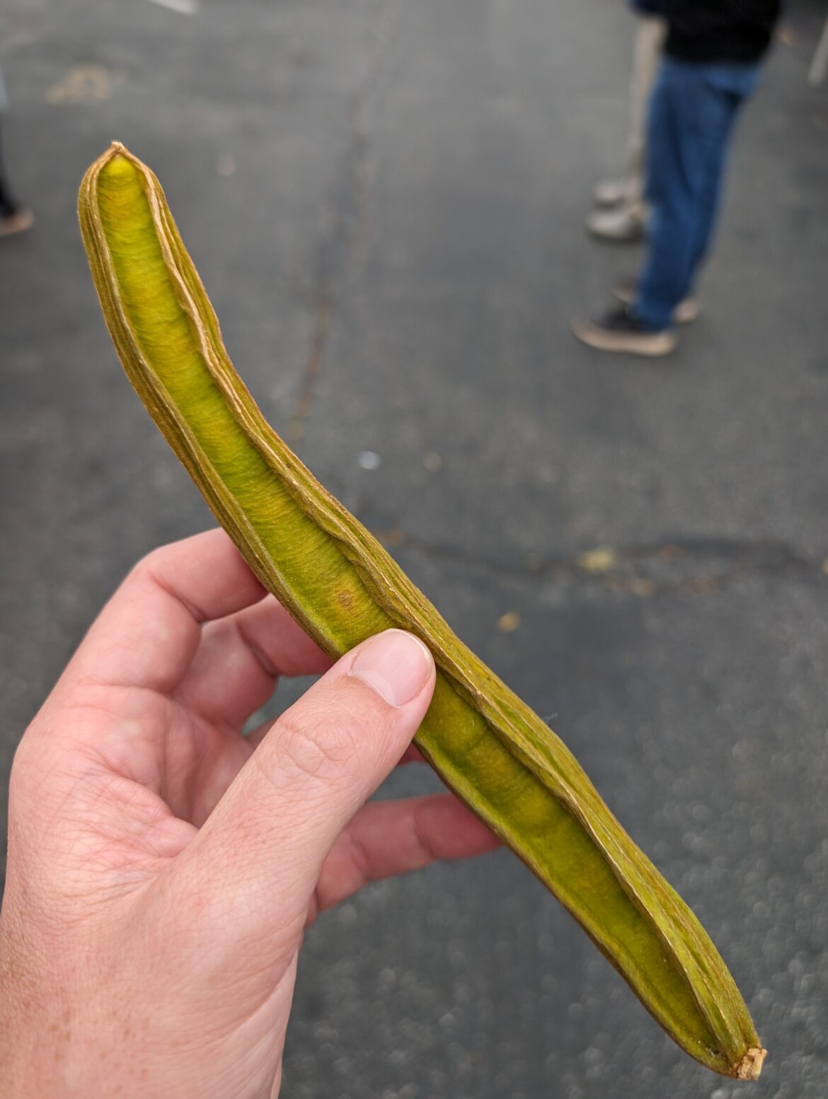 The most excited I have ever been over a bean (I got an ice cream bean)