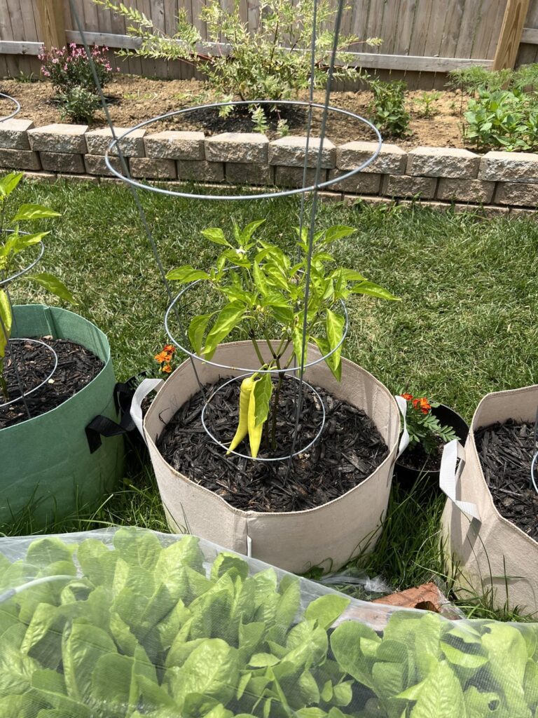 Multiple plants or split stalks?