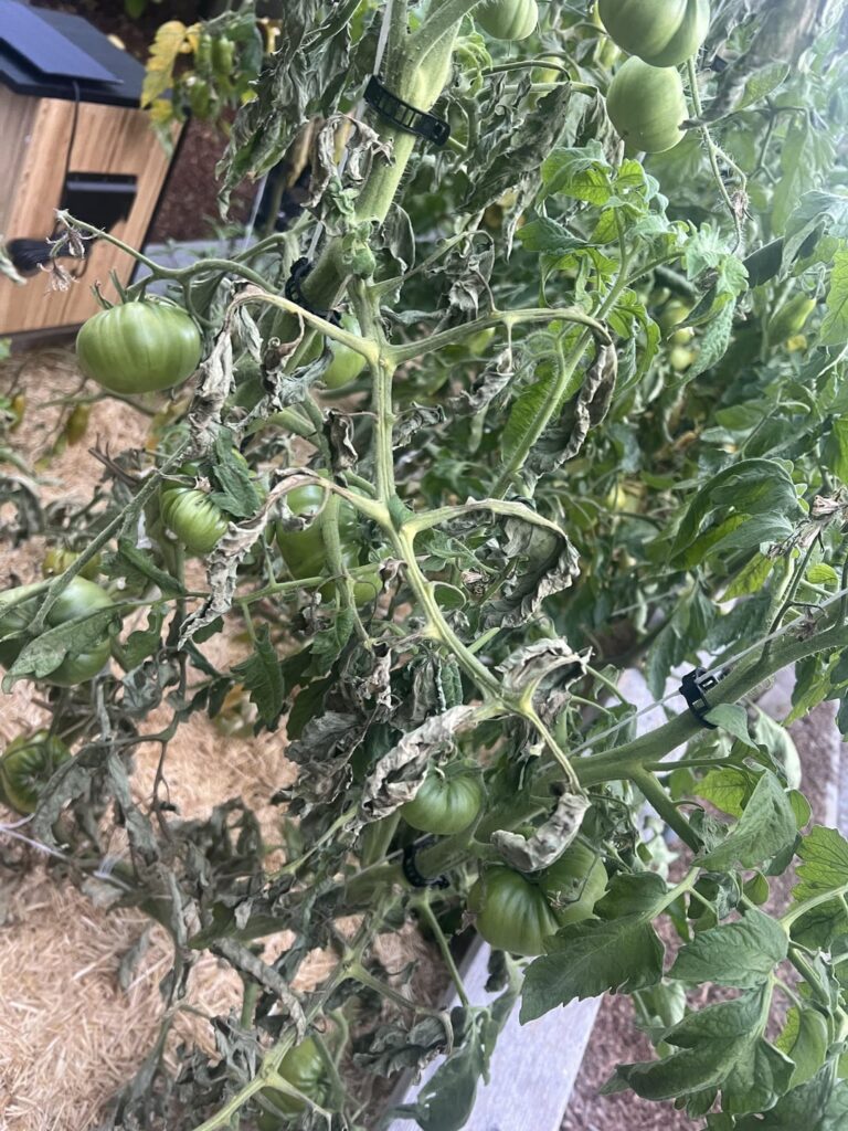 Berkeley Tie Died => Tie Dying?