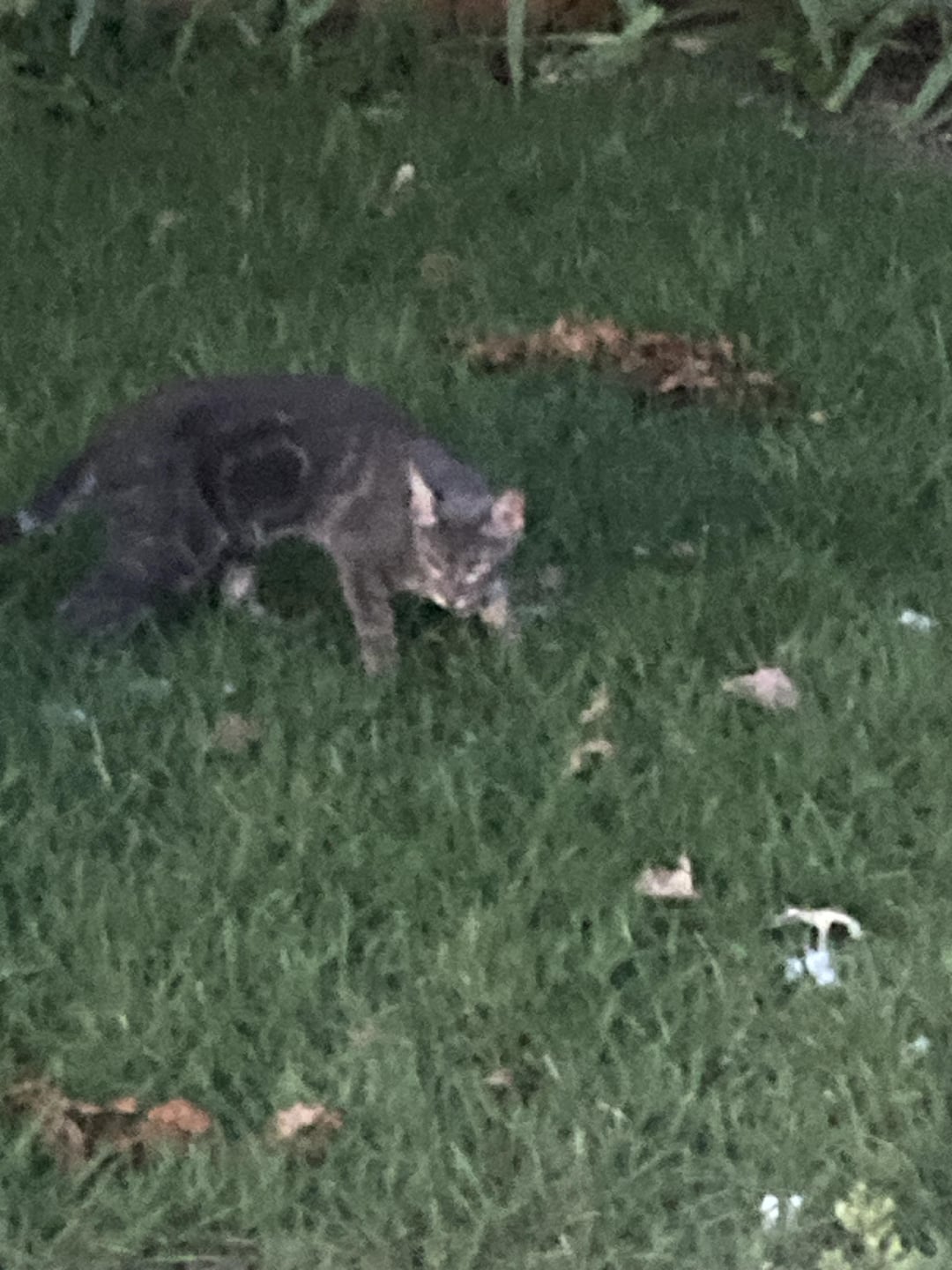 Trader Joe’s Wild Caught Boneless Grilled Sardines on Olive Oil