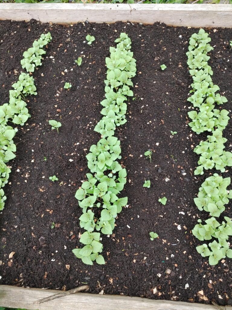 Advice for beginner growing perilla leaves outdoors