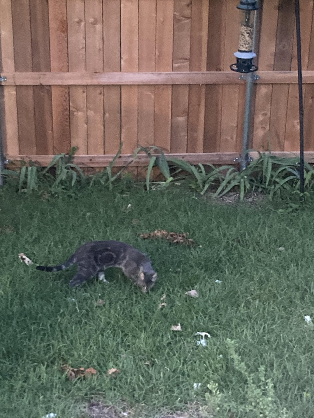 Trader Joe’s Wild Caught Boneless Grilled Sardines on Olive Oil