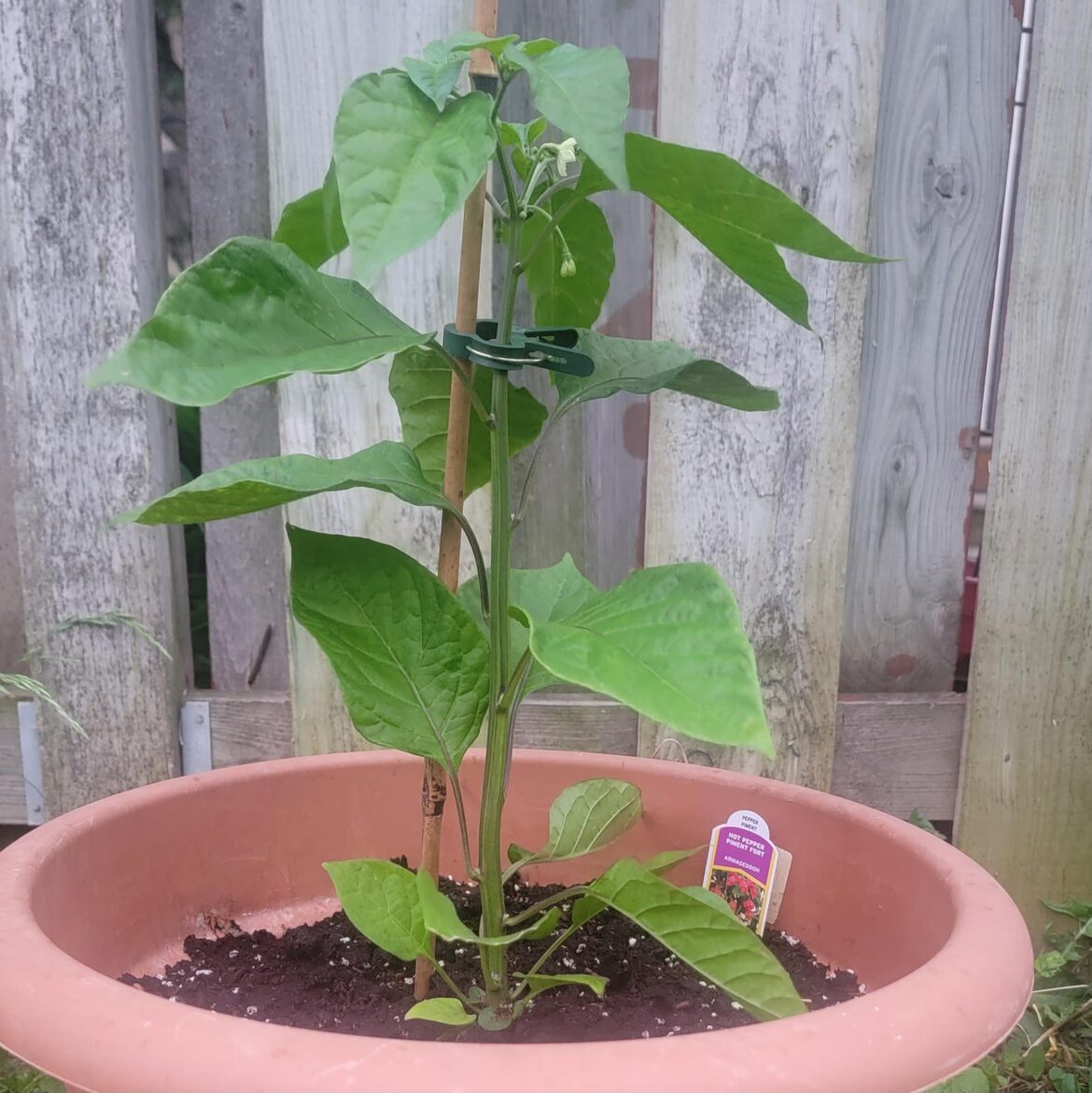 I'm growing my first super hot (1.2m SHU) this summer. What's the best way to raise your spice tolerance?