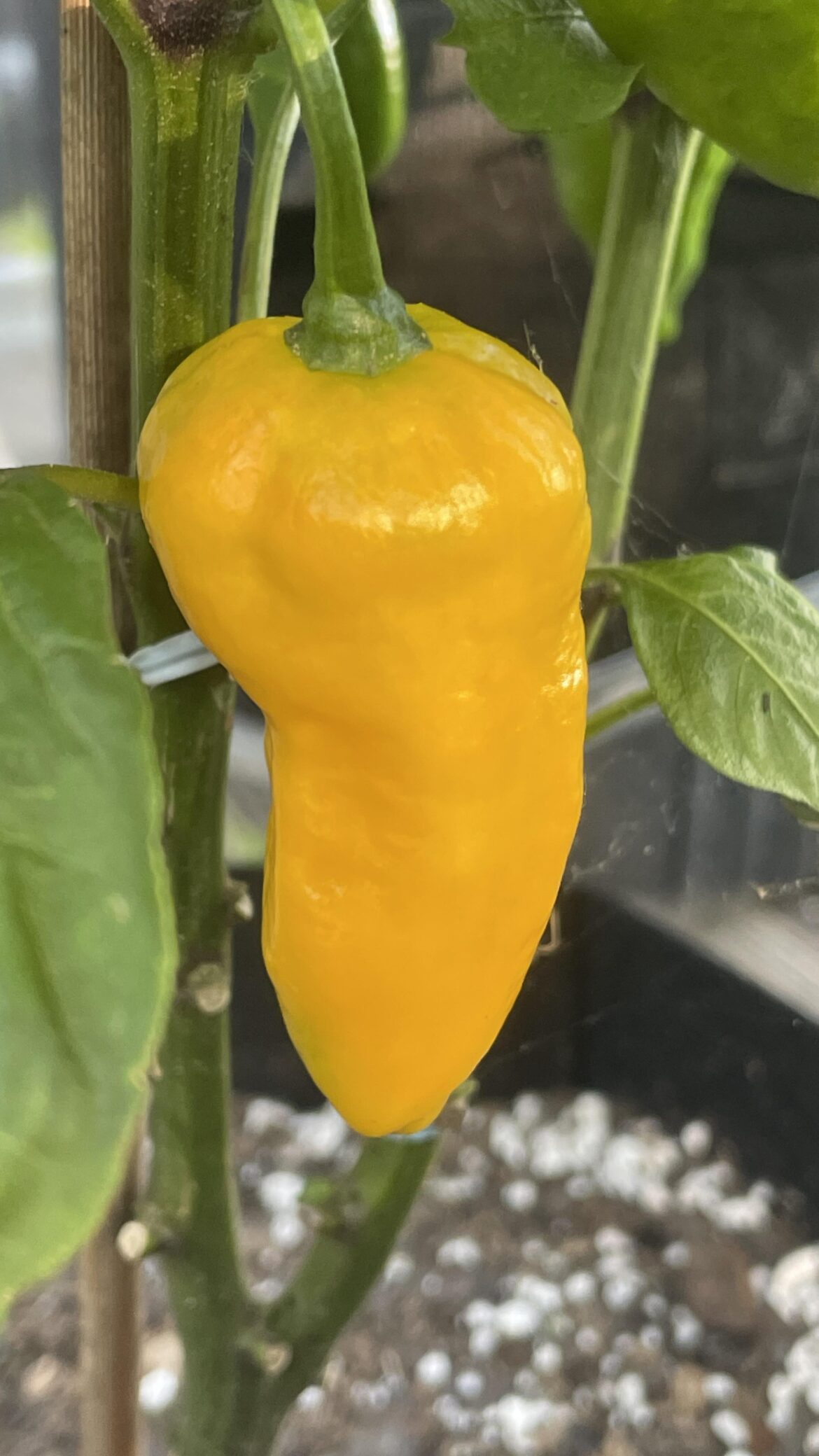 Pineapple Ghost Pepper