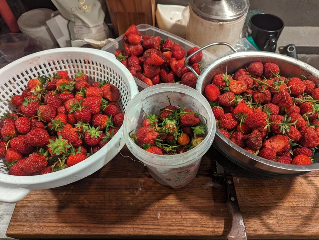 9lb of strawberries ready for jam time. My first year canning!