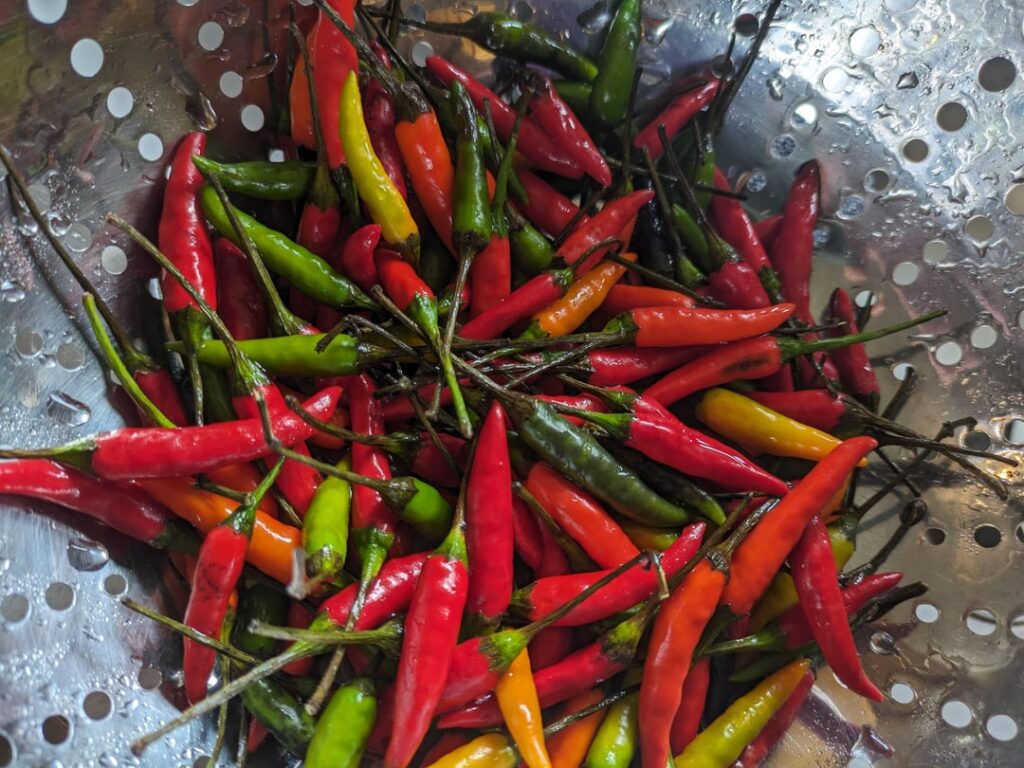 Today I picked some Thai Bird's Eye Chiles 🔥