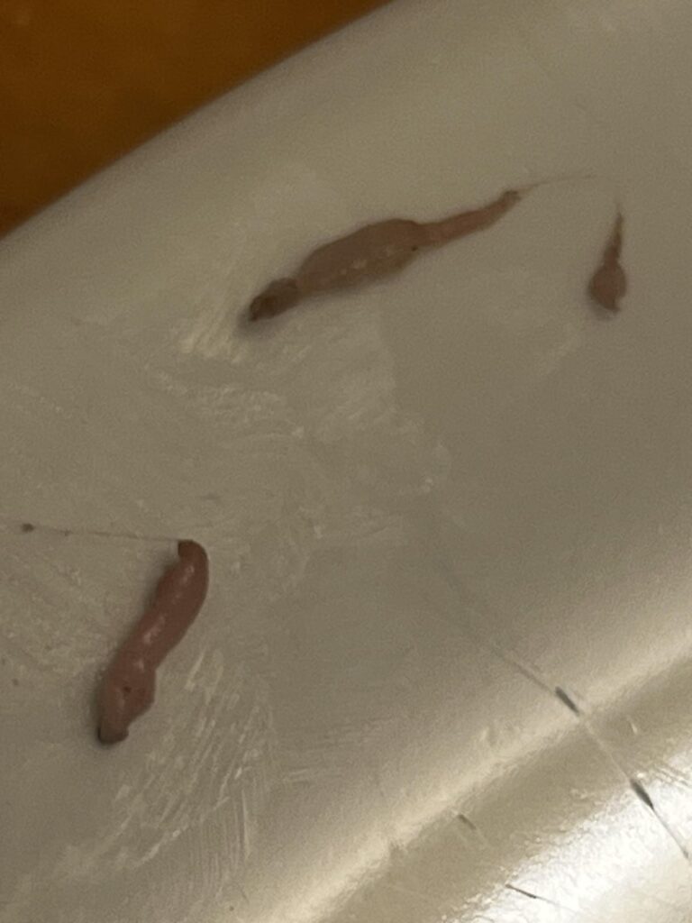 Are these worms in my meat?