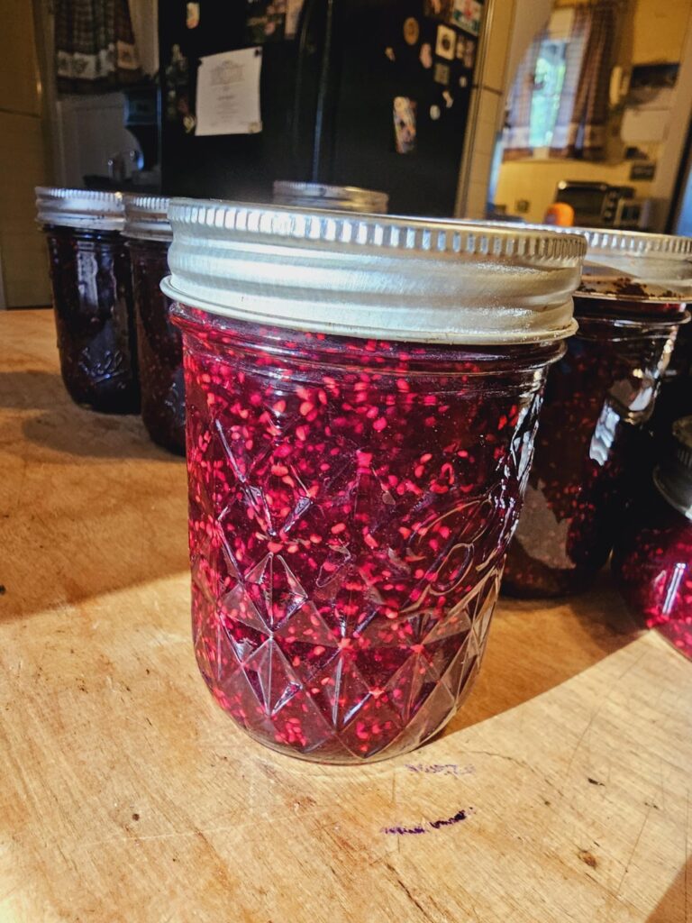 I foraged enough wild Black Raspberries to make a second batch of jam! It's the most I've ever been able to get from my raspberry patch in the woods.