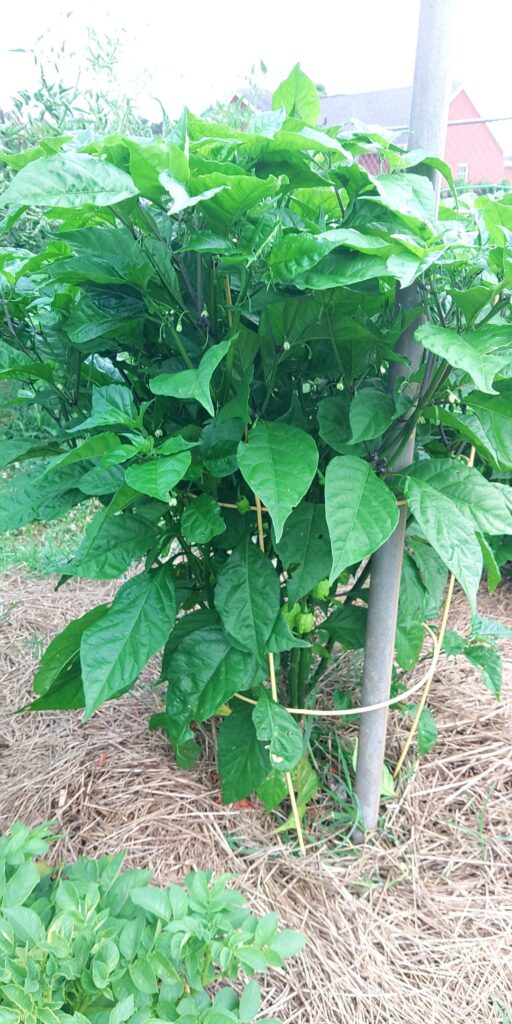 Carolina Reaper Pepper