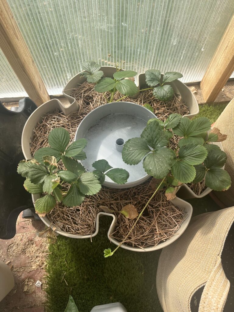 Should I be using pine needles as mulch?