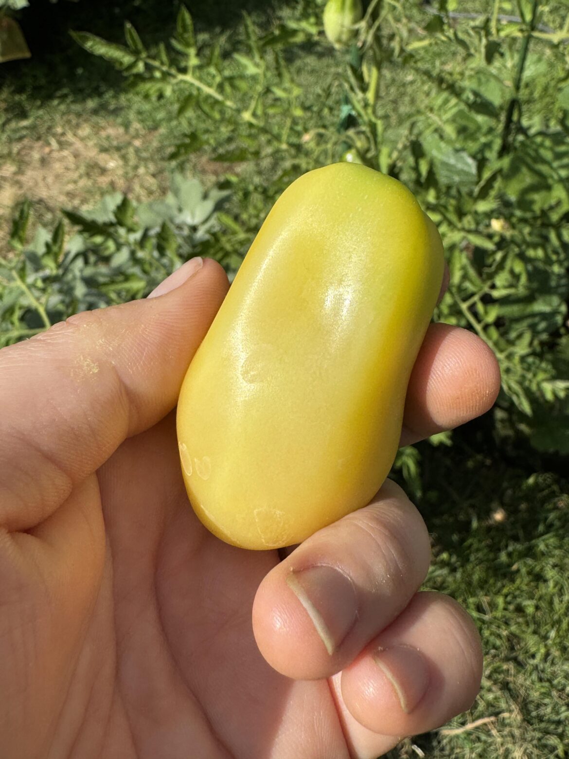 Gardener and first time canner! I’ve got questions. Gardener and first time canner! I’ve got questions.