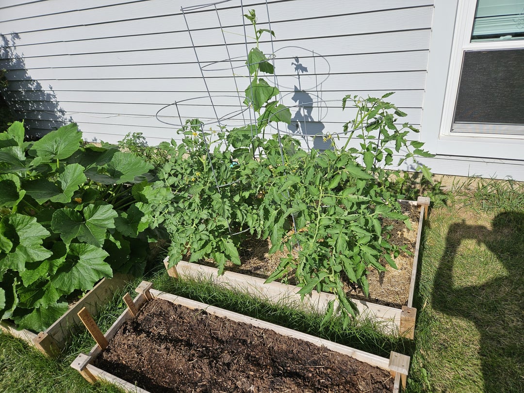My Tomatoes How It Started Vs How It s Going Dining And Cooking