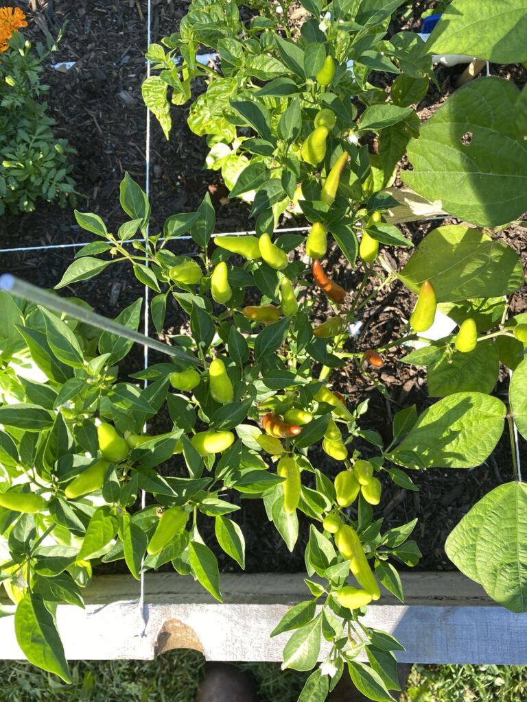 Help! My Tobasco peppers are rotting