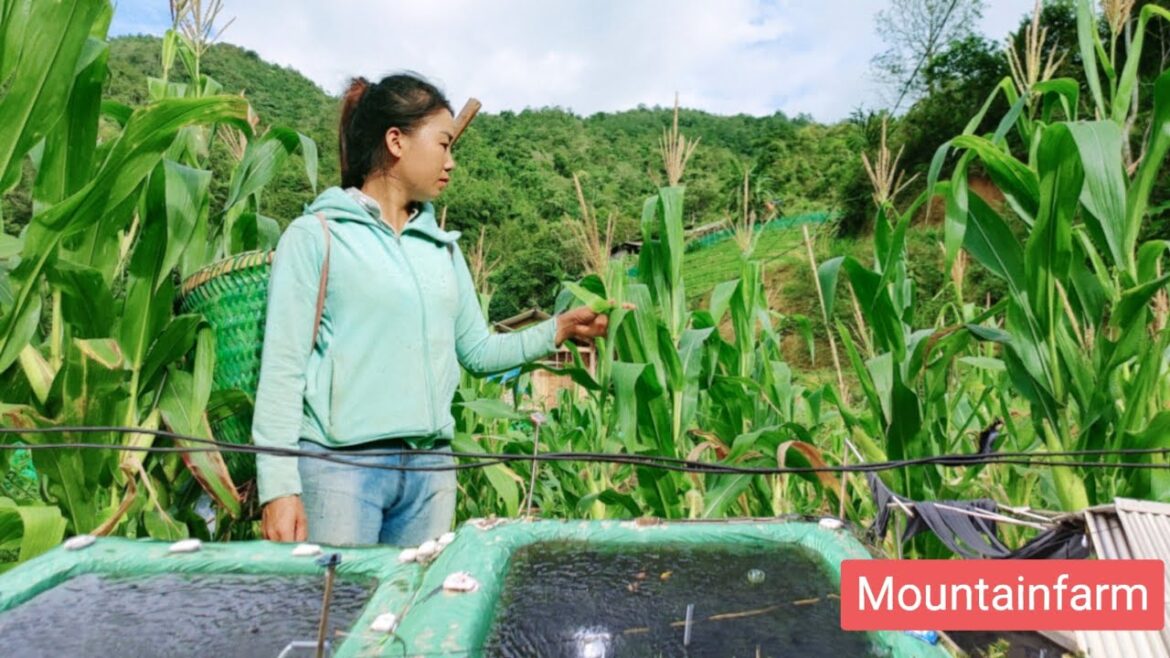 The girl’s first day taking care of the vegetable garden on the mountain farm part 1 The girl's first day taking care of the vegetable garden on the mountain farm part 1