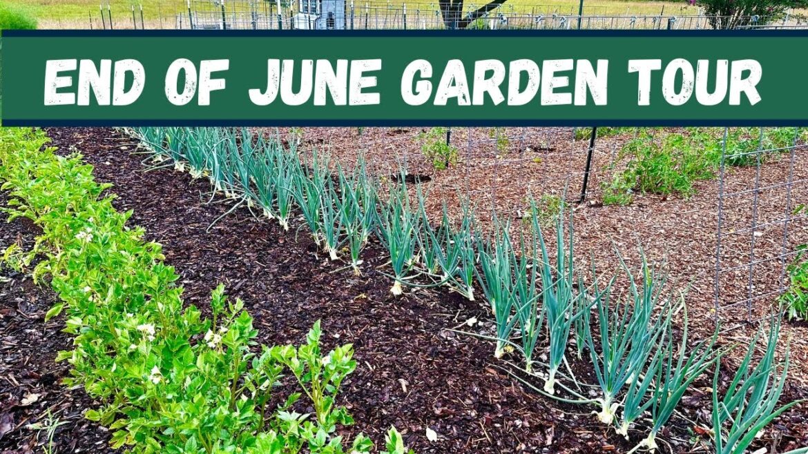 Homestead Vegetable Garden Tour – End of June 2024- Growing Organic Food Homestead Vegetable Garden Tour - End of June 2024- Growing Organic Food