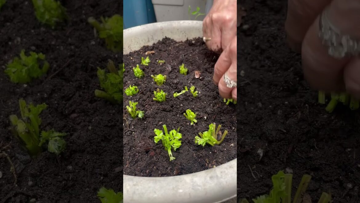 Planting Cilantro/Coriander | #cilantro #coriander #vegetablegarden #plants #garden #farming #shorts Planting Cilantro/Coriander | #cilantro #coriander #vegetablegarden #plants #garden #farming #shorts