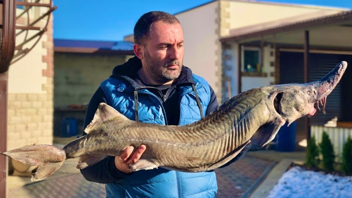 FISH ON CHARCOALS. GRILLED STURGEON. FISH ON CHARCOALS. GRILLED STURGEON.