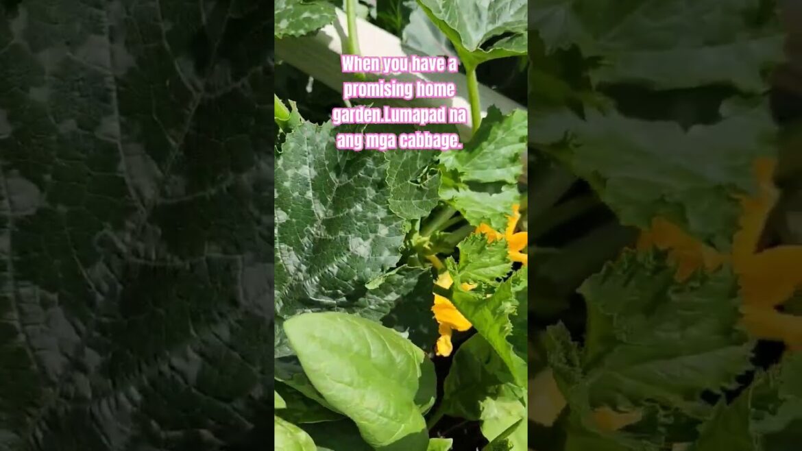 #shorts My vegetable garden #garden #growyourownfood #gardening  #homegardening #vegetablegarden #shorts My vegetable garden #garden #growyourownfood #gardening  #homegardening #vegetablegarden