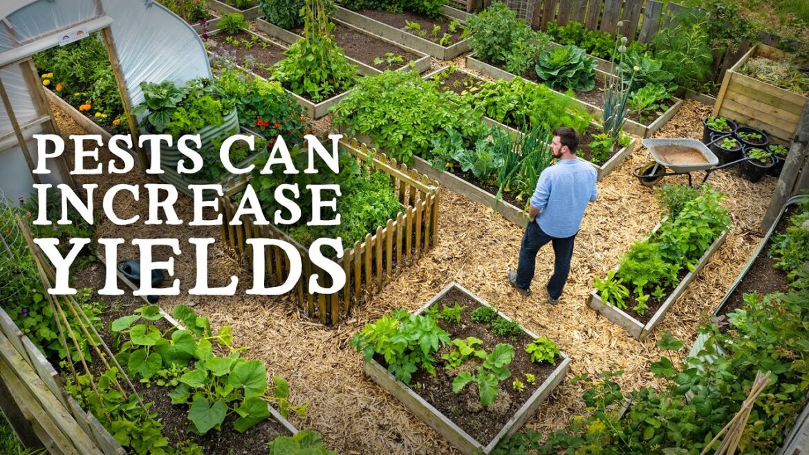 Why a Vegetable Garden Needs Pests Why a Vegetable Garden Needs Pests
