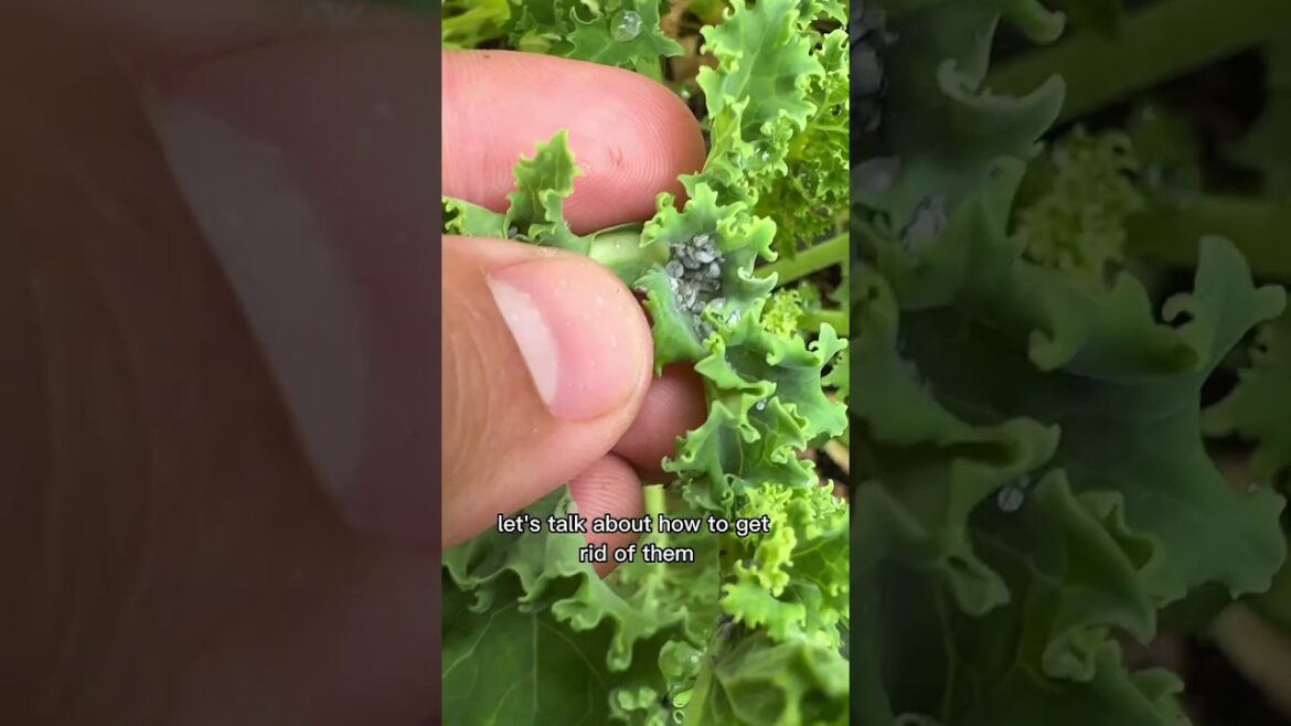 No More Aphids With NO Pesticides! No More Aphids With NO Pesticides!