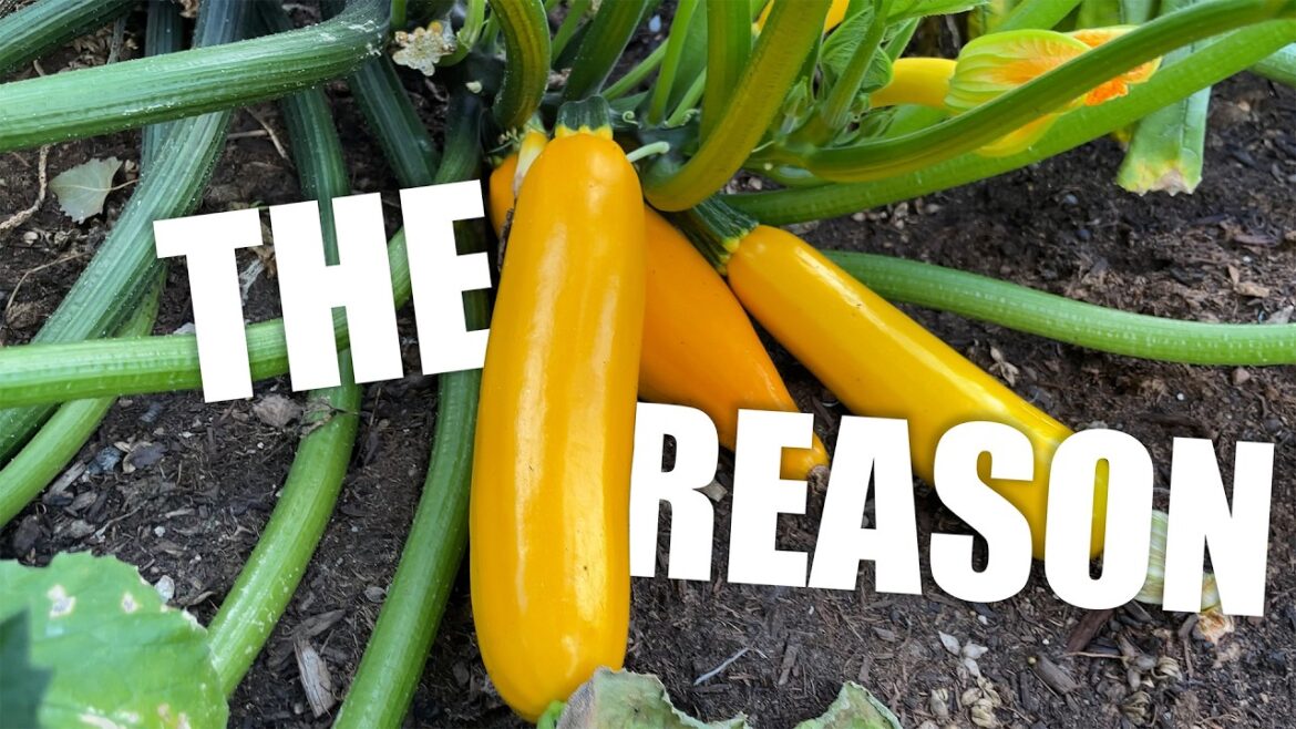 Why Start A Vegetable Garden? Why Start A Vegetable Garden?