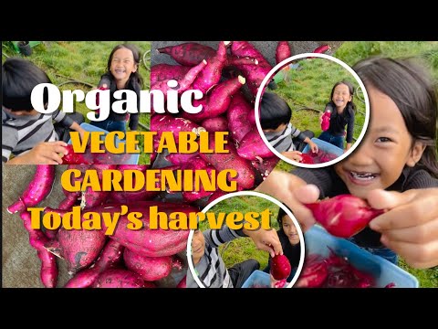 Vegetable Gardening Today’s Harvest #harvest #sweetpotato Part 6 Vegetable Gardening Today’s Harvest #harvest #sweetpotato Part 6
