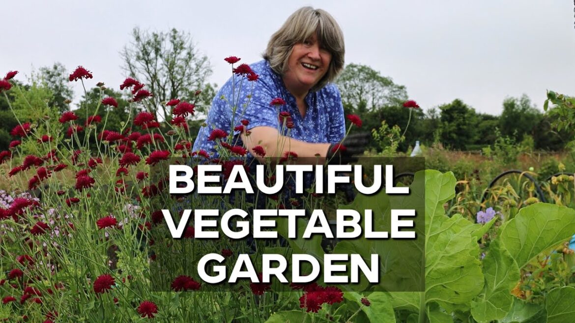 Early summer in the Vegetable Garden | Beautiful Food Growing Early summer in the Vegetable Garden | Beautiful Food Growing