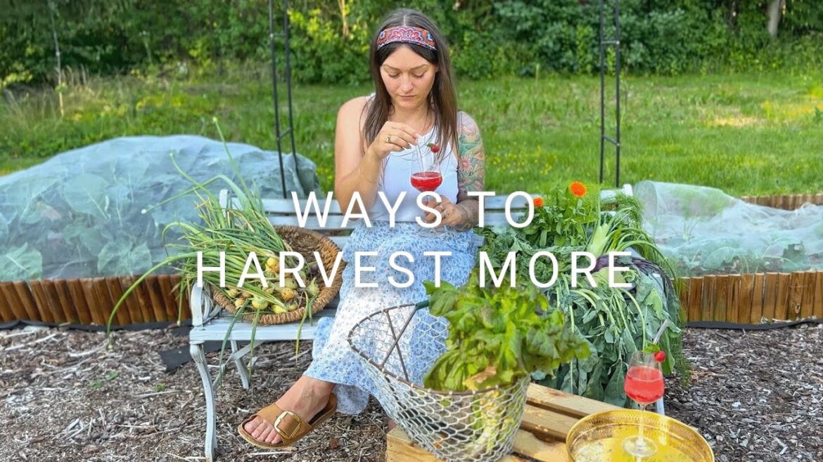 #4 Improving my VEGETABLE GARDEN – Ways to HARVEST MORE I Edible Backyard Series #4 Improving my VEGETABLE GARDEN - Ways to HARVEST MORE I Edible Backyard Series